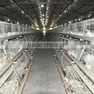 Hot Sale Chicken Broiler Chicken thumbnail-1