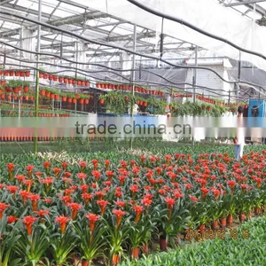 Large Tunnel Galvanized Agricultural Greenhouse for Green Vegetables thumbnail-6