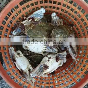 Frozen Blue Swimming Crab thumbnail-6
