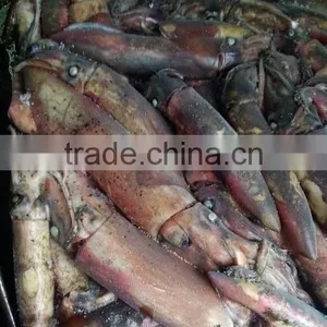 Frozen Squid and Todarodes Pacificus thumbnail-4
