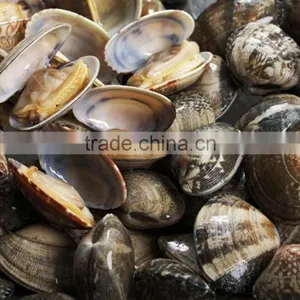 America Standard Short Necked Clam Meat thumbnail-1