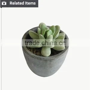 Kazuko Aoki Mini Succulent Plants Buy Direct From China Factory thumbnail-4
