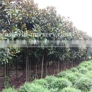 Magnolia Grandiflora Big Nursery thumbnail-1