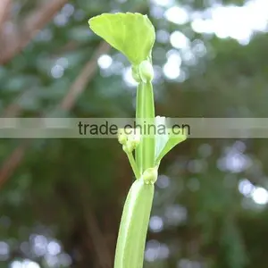 Best Quality Cissus Quadrangularis Powder Sale thumbnail-5