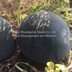 Maria Chinese Black Skin and Diploid Watermelon Seeds thumbnail-4