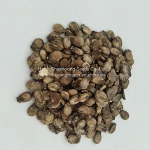 SHUANGXING f1 Hybrid Yellow Flesh Seedless Watermelon Seeds thumbnail-4