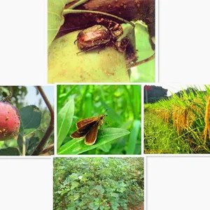 Insecticides Thiocyclam 50%SP Pesticides for Agriculture thumbnail-3