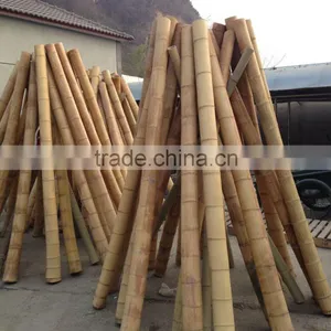 Moso Bamboo Cane thumbnail-1