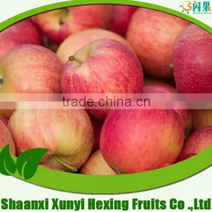 Supply Fresh Apple Qinguan Apple for Hot Sale thumbnail-2