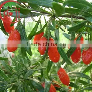 Low Pesticide Dried Goji Berries All Size thumbnail-2