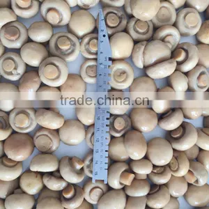 Canned White Mushroom Whole thumbnail-2