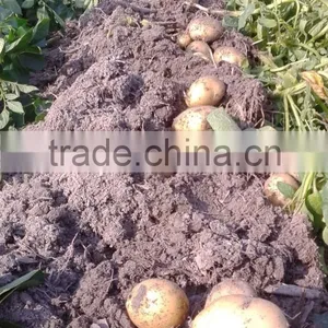 Fresh Potato From Bangladesh thumbnail-6