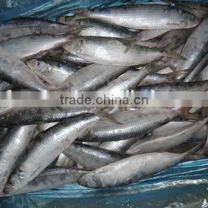 Tropical Fish Exporters of Sardine thumbnail-2