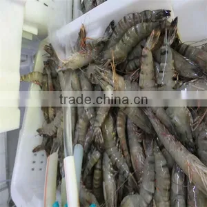 Best Frozen Freshwater Shrimps thumbnail-1