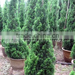 Juniperus Chinensis 100cm Potted thumbnail-1