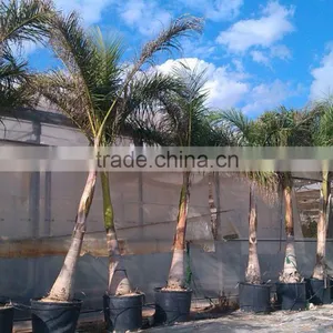 Roystonea Regia "Royal Palm" Cuban Royal Palm" 350/500 Plant Height thumbnail-5