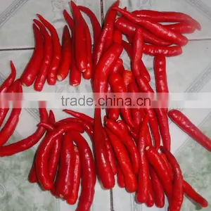 Fresh Hot Red Chili With Best Price thumbnail-3