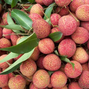 Lychee Trees Mango Trees With Grafting Garden Trees thumbnail-1