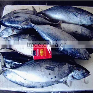 Whole Round Bonito Tuna Seafood Frozen Seafood Mix thumbnail-1