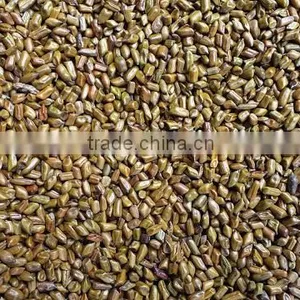 CASSIA TORA SEED BOLD QUALITY FROM INDIA thumbnail-4