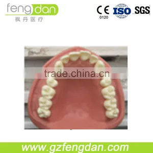 Dental Supply High Quality a Advanced Dental Manikin thumbnail-3