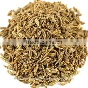 Cumin Seed Oil (100% Pure) thumbnail-1