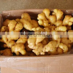 Fresh Ginger thumbnail-1