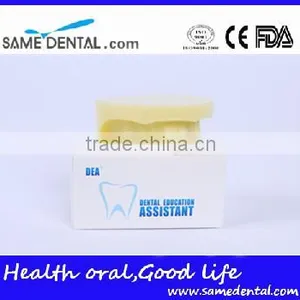 Dental Implant Practice Model (no Gum) Education School Teaching Models thumbnail-4