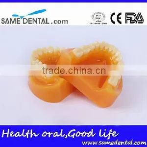 Double-Color Dentition Model School Education Teaching Model thumbnail-3