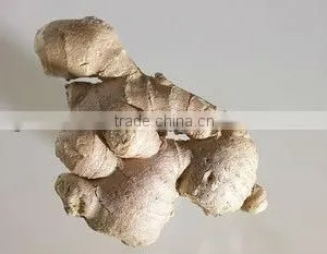 Ginger Root Supplier in India thumbnail-1