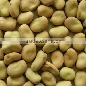 Faba Beans thumbnail-1