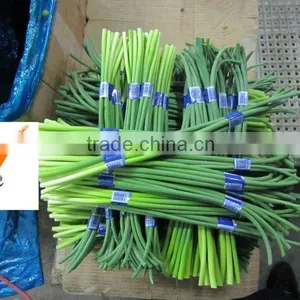 Fgarlic Sprout thumbnail-1