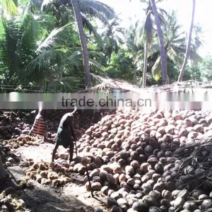 Husked Coconuts From Tuticorin Port thumbnail-6