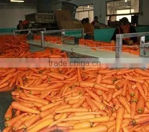 Fresh Vegetable( Carrot ,giner,onion,potato,garlic,taro thumbnail-2
