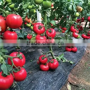 Hybrid F1 Tomato Seeds Red Princess No.7 thumbnail-4