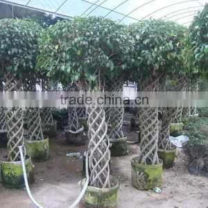 Braid Bonsai Ficus Microcarpa thumbnail-1