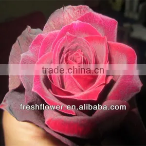 Wholesale Flowers of Black Roses Flower thumbnail-1