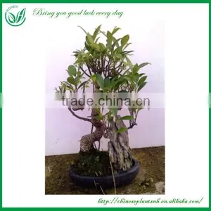 Ficus Chinese Bonsai thumbnail-2