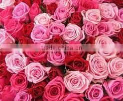 Pure & Natural Rose Oil / INDIA'S NO. 1 EXPORTER'S / MANUFACTURER / SUPPLIERS thumbnail-1