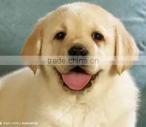 Efficient Dog Fish Cat Food Production Line thumbnail-4