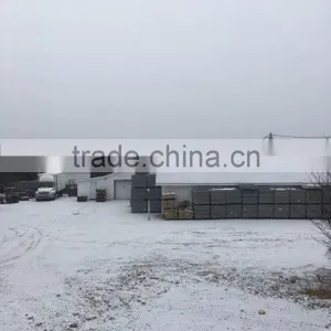 Live Canadian Lobster thumbnail-5