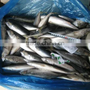Sea Frozen Pacific Mackerel 150~250g thumbnail-4