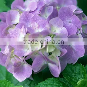 Home Decoration Flowers Single Large Size Fresh Cut Hydrangea Different Colors Bouquet thumbnail-2