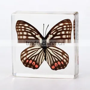 2016 New Style Wholesale Paperweight With Real Butterfly thumbnail-1