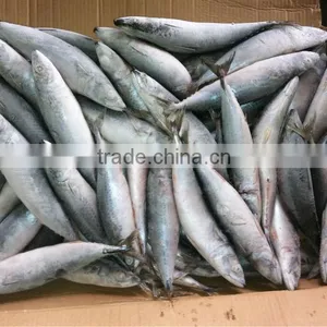 100-200g W/R Frozen Scomber Japonicus Pacific Mackerel thumbnail-1