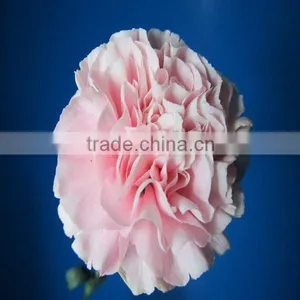 Exporters of Good Quality Fresh Cut Flowres Carnations in Bulk From Qingyi thumbnail-3