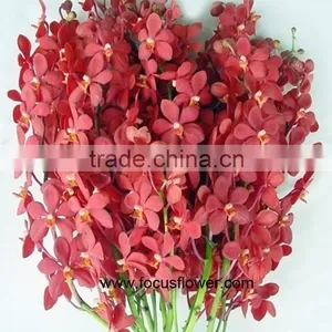 Ornamental Plants Fresh Cut Dendrobium Orchid From Kunming thumbnail-3