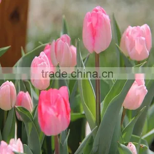 Professional Supply Tulip Flower Rainbow Color Fresh Cut Flowers From Kunming,China thumbnail-6
