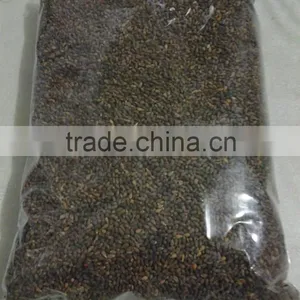 Ochroma Pyramidale Seeds, Balsa Seeds thumbnail-2