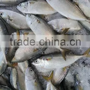 FROZEN INDIAN MACKEREL Whole Round thumbnail-5